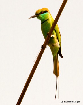 Green Bee Eater